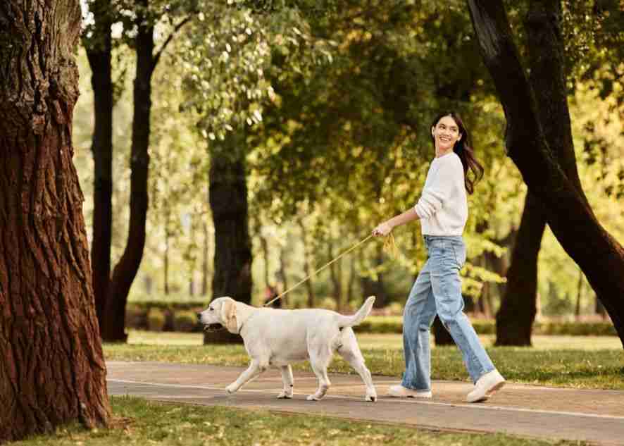a dog and owner going for a walk