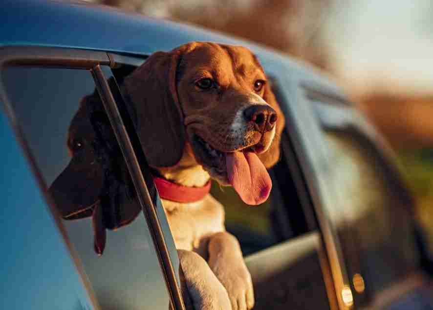 a dog looking out the window of a car