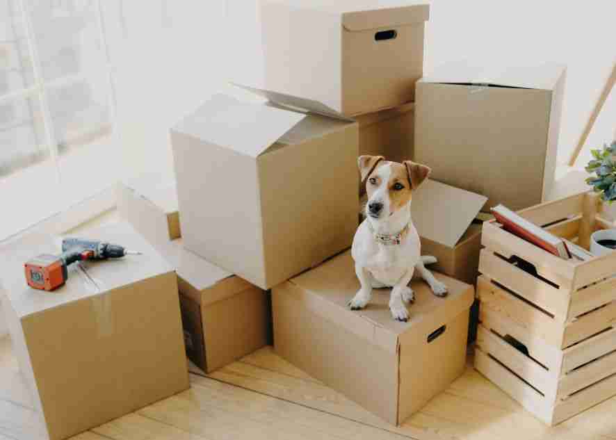 a dog near a bunch of boxes